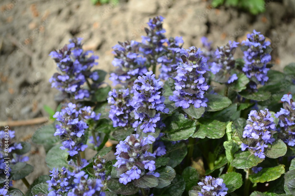 Green leaves, bushes, carpet. Gardening. Home garden, flower bed. Ajuga reptans. Perennial herbaceous plant. Honey plant. Blue inflorescences, pleasant smell Green leaves, bushes, carpet. Gardening. Home garden, flower bed. Ajuga reptans. Perennial herbaceous plant. Honey plant. Blue inflorescences, pleasant smell