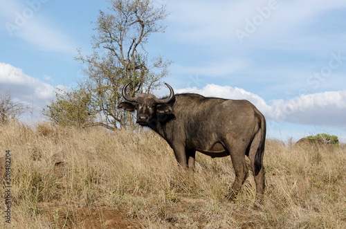 Buffle d Afrique  Syncerus caffer  Parc national Kruger  Afrique du Sud