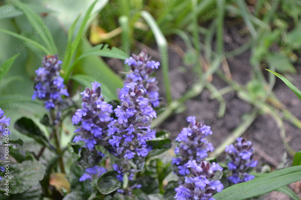Honey plant. Green leaves. Gardening. Ajuga reptans. Perennial herbaceous plant. Blue inflorescences, pleasant smell Honey plant. Green leaves. Gardening. Ajuga reptans. Perennial herbaceous plant. Blue inflorescences, pleasant smell
