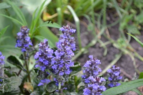 Honey plant. Green leaves. Gardening. Ajuga reptans. Perennial herbaceous plant. Blue inflorescences, pleasant smell
