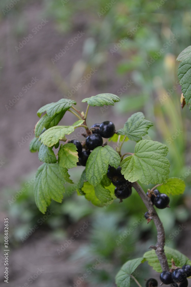 Green leaves, bushes. Gardening Home garden, flower bed. House. Black currant. Ribes nigrum. Sweet dark berries. Tasty and healthy. Juice, compote, jam. Blue berries Green leaves, bushes. Gardening Home garden, flower bed. House. Black currant. Ribes nigrum. Sweet dark berries. Tasty and healthy. Juice, compote, jam. Blue berries
