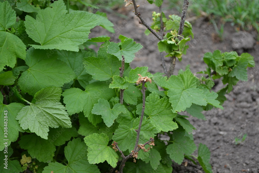 Green leaves, bushes. Black currant. Ribes nigrum. Sweet dark berries. Tasty, healthy. Blue berries Green leaves, bushes. Black currant. Ribes nigrum. Sweet dark berries. Tasty, healthy. Blue berries