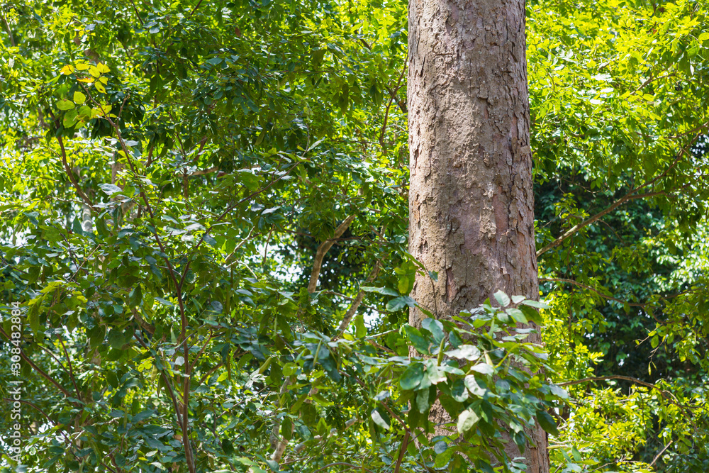 Fototapeta premium tree in the forest with blurred background