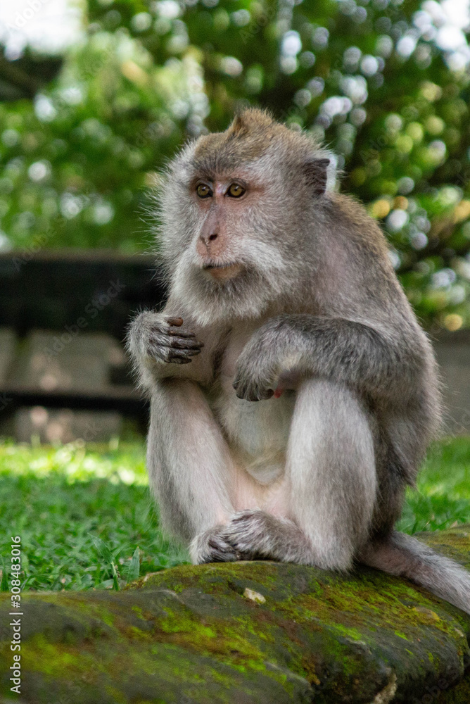 Portrait of a sitting monkey in Sacred Ubud Monkey Forest. Bali, Indonesia