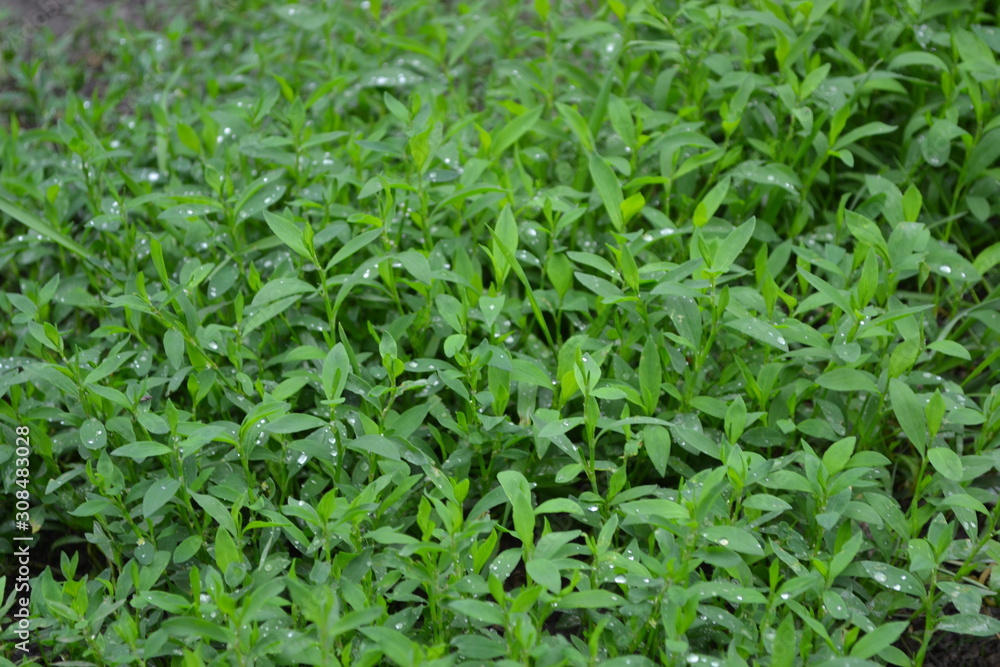 Gardening, Field plant. Green. Knotweed bird, Polygonum aviculare. Annual herbaceous plant Gardening, Field plant. Green. Knotweed bird, Polygonum aviculare. Annual herbaceous plant