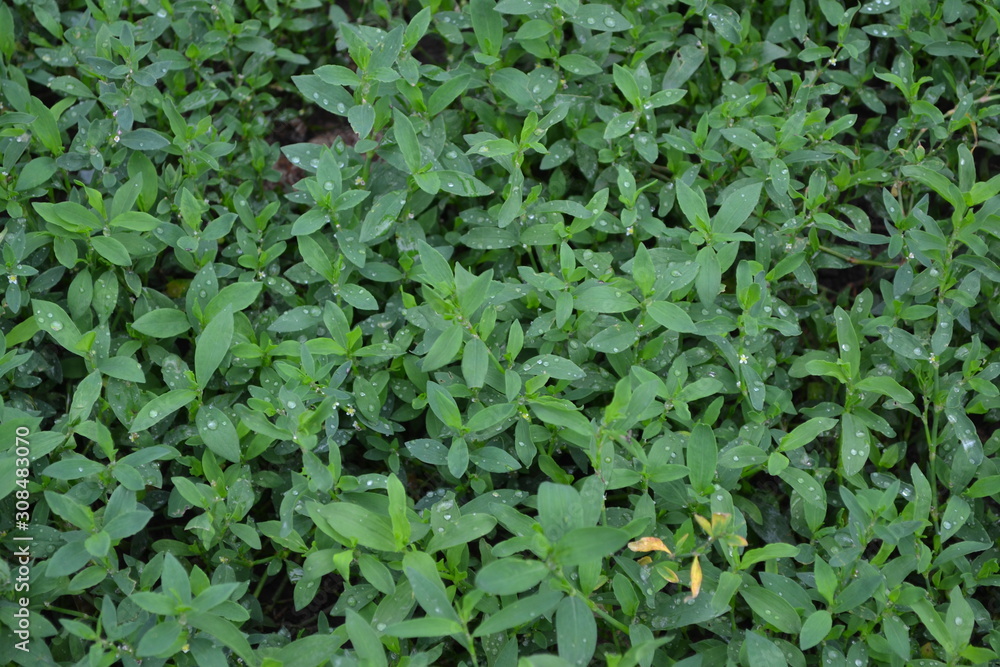 Obraz premium Green Field. Knotweed bird, Polygonum aviculare. Annual herbaceous plant