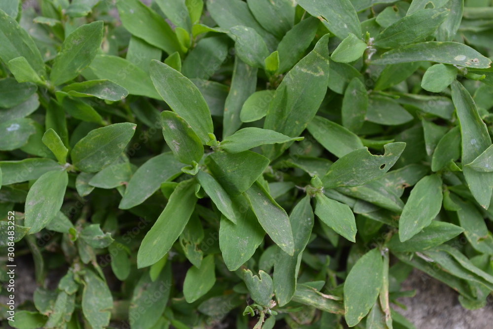 Green leaves, bushes. Gardening. Home. Knotweed bird, Polygonum aviculare. Annual herbaceous plant Green leaves, bushes. Gardening. Home. Knotweed bird, Polygonum aviculare. Annual herbaceous plant