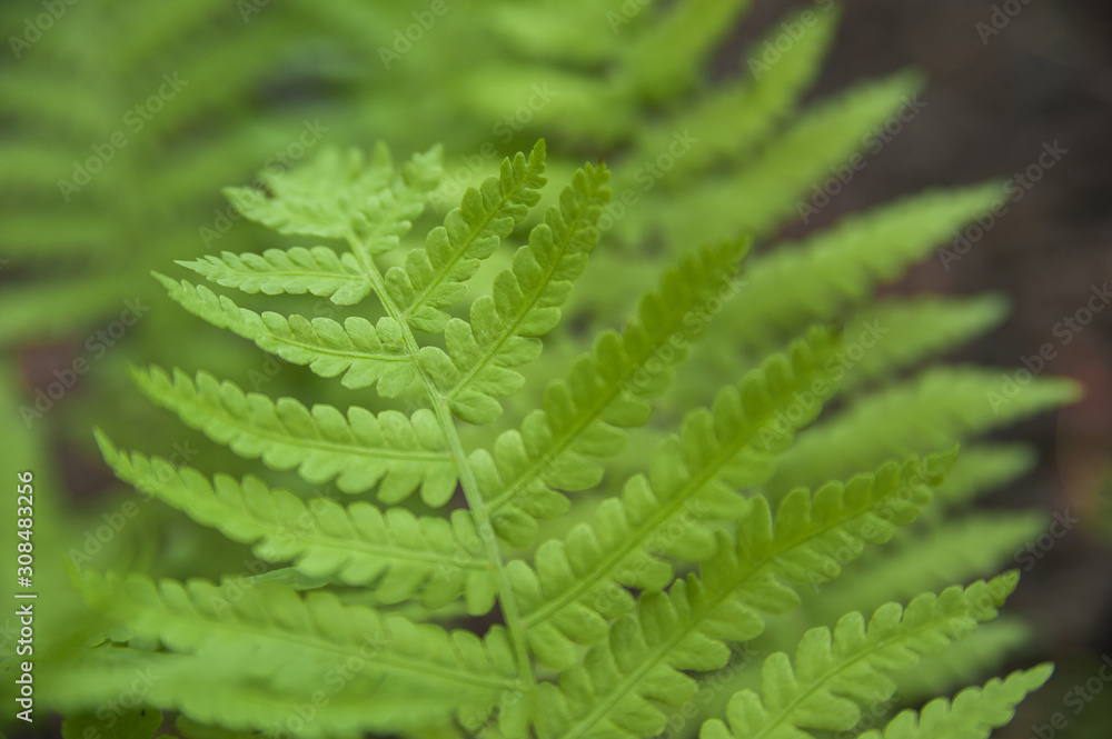 Background from fern close up and copy space. Texture of natural fern leaf macro.