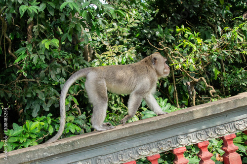 Monkey goes on the fence in Sacred Ubud Monkey Forest. Bali  Indonesia