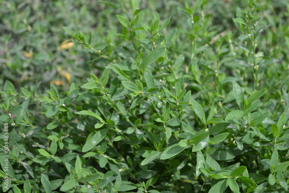 Home. Green. Knotweed bird, Polygonum aviculare. Annual plant Home. Green. Knotweed bird, Polygonum aviculare. Annual plant