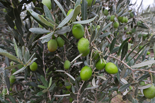 Olive trees in Izmir / Turkey