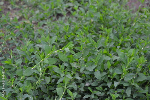 Knotweed bird, Polygonum aviculare. Gardening. Annual herbaceous plant