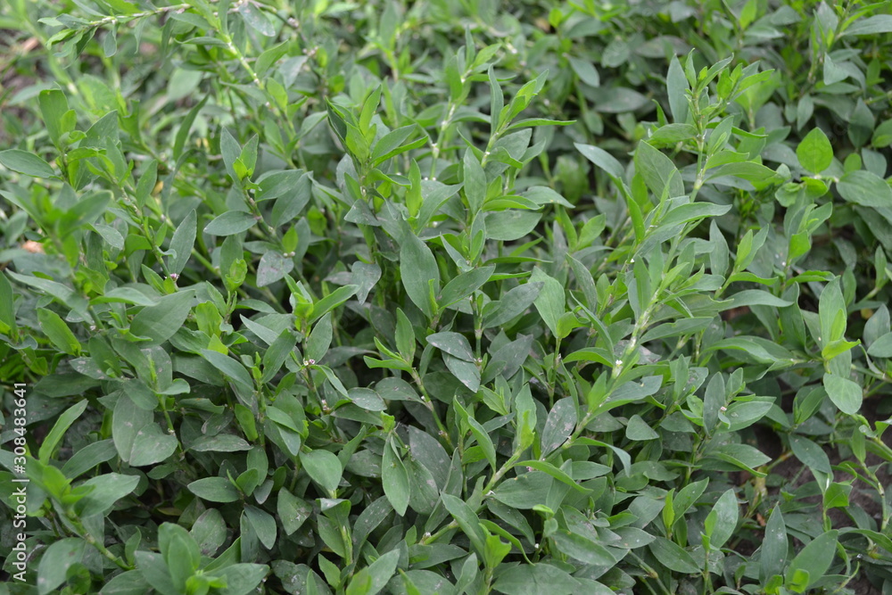 Annual herbaceous plant. Green leaves, bushes. Field plant. Knotweed bird, Polygonum aviculare Annual herbaceous plant. Green leaves, bushes. Field plant. Knotweed bird, Polygonum aviculare