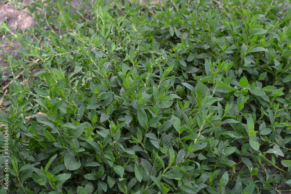 Annual herbaceous plant. Green leaves, bushes. Field. Knotweed bird, Polygonum aviculare Annual herbaceous plant. Green leaves, bushes. Field. Knotweed bird, Polygonum aviculare