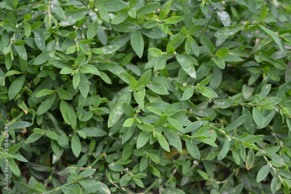 Annual herbaceous plant. Green leaves, bushes. Gardening, Field plant. Home garden, flower bed. House, field. Knotweed bird, Polygonum aviculare Annual herbaceous plant. Green leaves, bushes. Gardening, Field plant. Home garden, flower bed. House, field. Knotweed bird, Polygonum aviculare