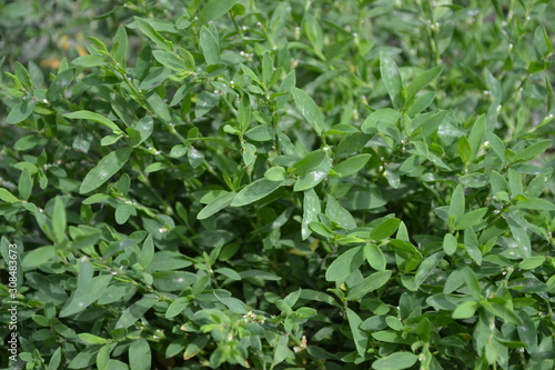 Wallpaper Mural Annual herbaceous plant. Green leaves, bushes. Gardening, Field plant. Home garden, flower bed. House, field, farm, village. Knotweed bird, Polygonum aviculare Torontodigital.ca