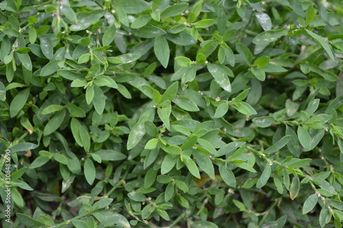 Wallpaper Mural Annual herbaceous plant. Green leaves, bushes. Gardening, Field plant. Home garden, flower bed. House, field. Knotweed bird, Polygonum aviculare Torontodigital.ca