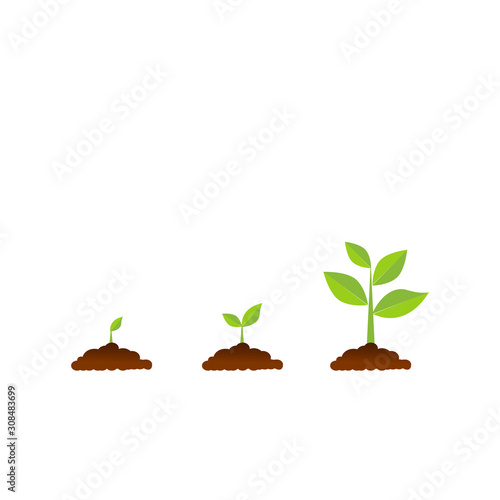 The tree that grows from seed is a big tree with green color and the seedlings grow into a big tree. Vector illustration