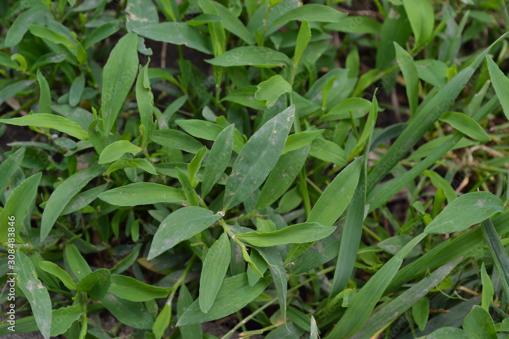 Green leaves, bushes. Field plant. Knotweed bird, Polygonum aviculare. Annual herbaceous plant Green leaves, bushes. Field plant. Knotweed bird, Polygonum aviculare. Annual herbaceous plant