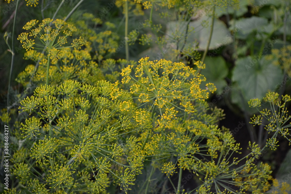 Fototapeta premium Green leaves. Gardening. Dill. Monotypic genus of short-lived annual herbaceous plants. Anethum graveolens. Essential oil. Popular cooking seasoning
