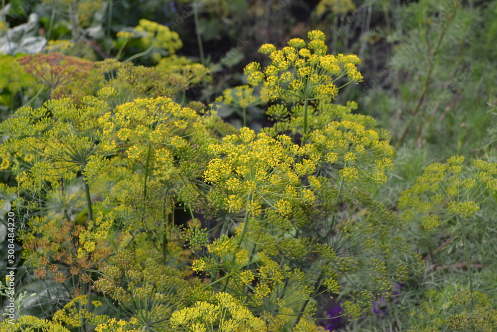 Green. Dill. Monotypic genus of short-lived annual plants. Anethum graveolens. Essential oil. Popular seasoning