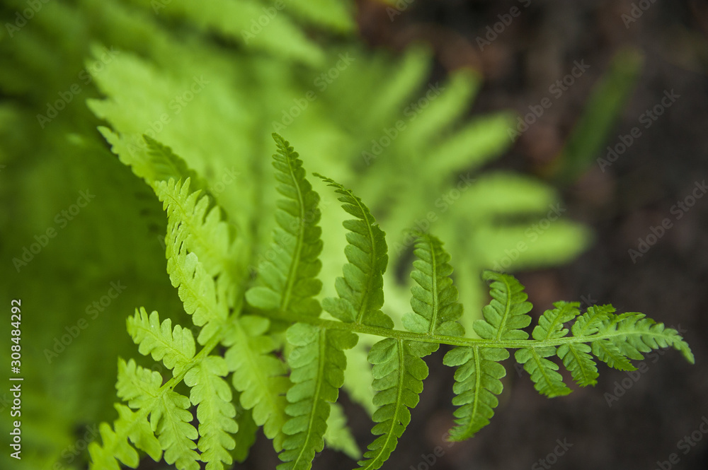 Background from fern close up and copy space. Texture of natural fern leaf macro. Background from fern close up and copy space. Texture of natural fern leaf macro.