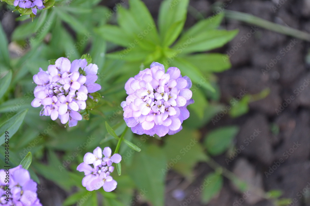 Green leaves, bushes. Gardening. Home garden, flower bed. House, field, farm. Beautiful purple inflorescences. Small flowers. Iberis. Iberis umbellifera. Herb, flower Green leaves, bushes. Gardening. Home garden, flower bed. House, field, farm. Beautiful purple inflorescences. Small flowers. Iberis. Iberis umbellifera. Herb, flower