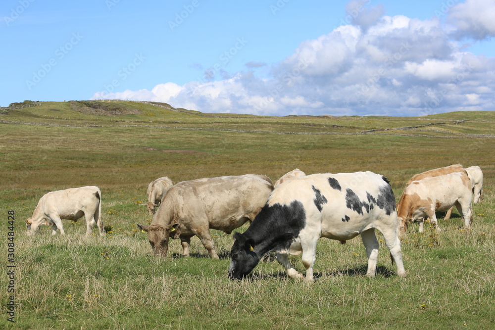 Cattle grazing in a field in ireland