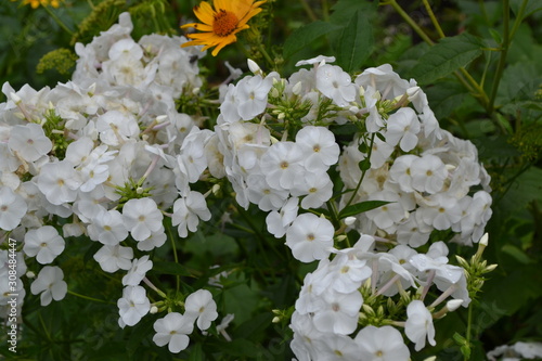 Gardening. Beautiful inflorescences. Phlox. Perennial herbaceous plant. High branches. White flowers