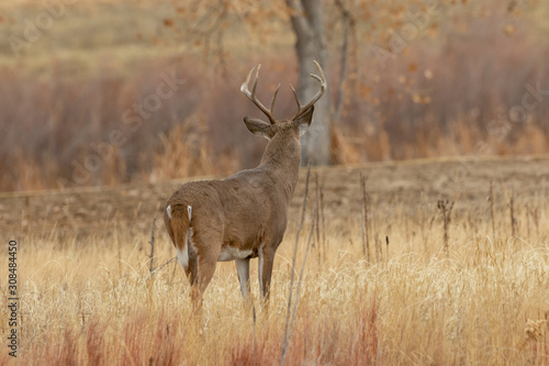 Whitetail Deer Buck in Autumn