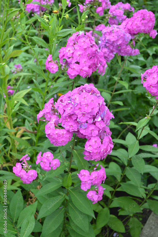 Green leaves, bushes. Gardening. Home garden, flower bed. Beautiful inflorescences. Phlox flower. Perennial herbaceous plant. High branches. Purple flowers Green leaves, bushes. Gardening. Home garden, flower bed. Beautiful inflorescences. Phlox flower. Perennial herbaceous plant. High branches. Purple flowers