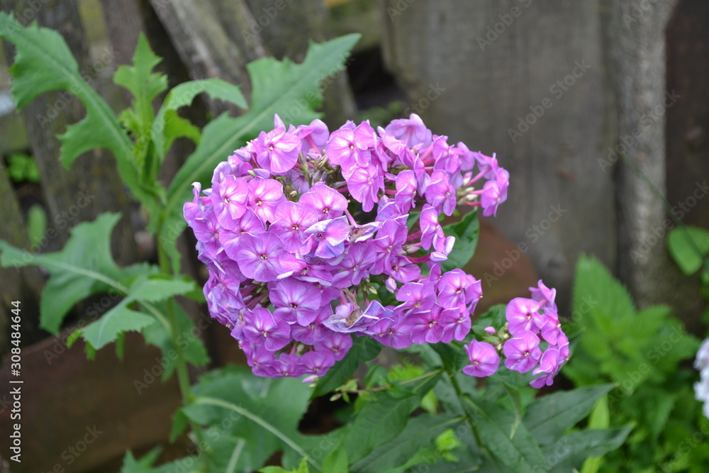 Green leaves, bushes. Gardening. Home garden, flower bed. House, field, farm, village. Beautiful inflorescences. Phlox flower. Perennial herbaceous plant. High branches. Purple flowers Green leaves, bushes. Gardening. Home garden, flower bed. House, field, farm, village. Beautiful inflorescences. Phlox flower. Perennial herbaceous plant. High branches. Purple flowers