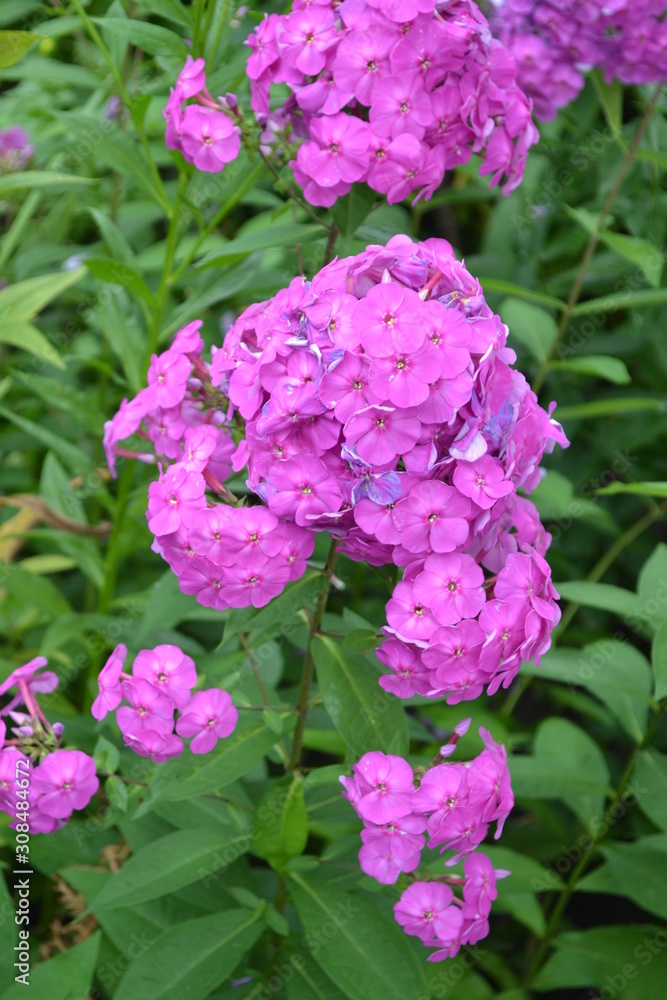 Green leaves, bushes. Gardening. Home garden, flower bed. House. Beautiful inflorescences. Phlox flower. Perennial herbaceous plant. High branches. Purple flowers Green leaves, bushes. Gardening. Home garden, flower bed. House. Beautiful inflorescences. Phlox flower. Perennial herbaceous plant. High branches. Purple flowers