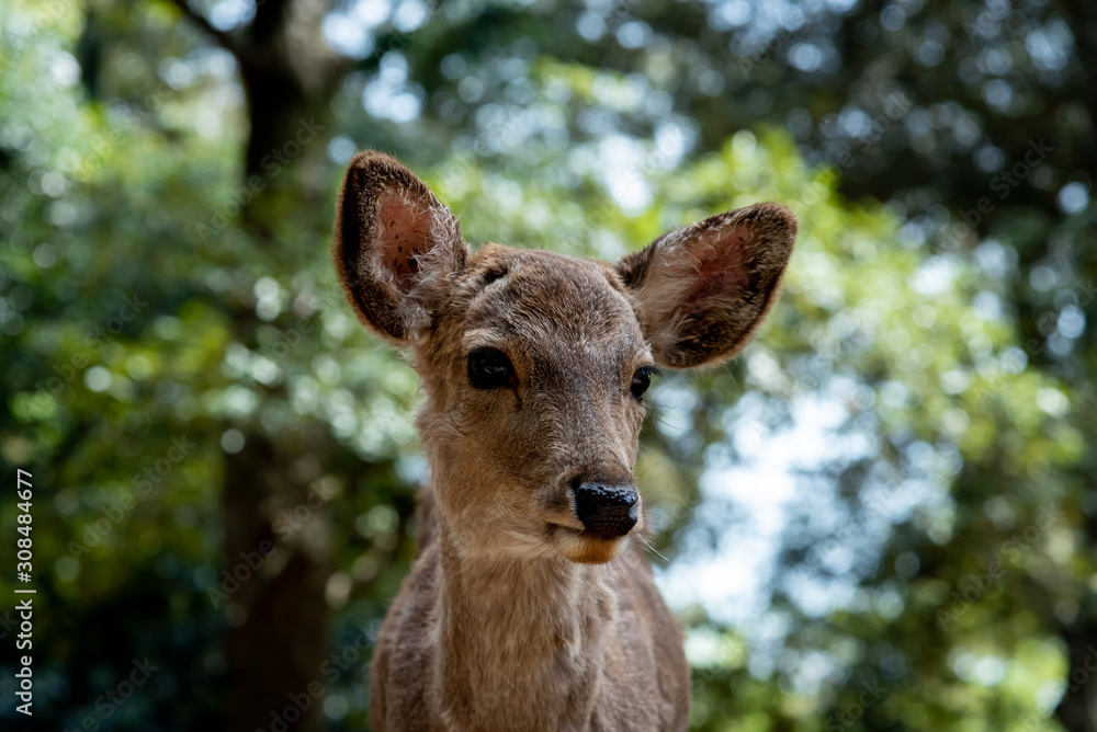 Fototapeta premium Deer in Nara Park. Nara, Japan
