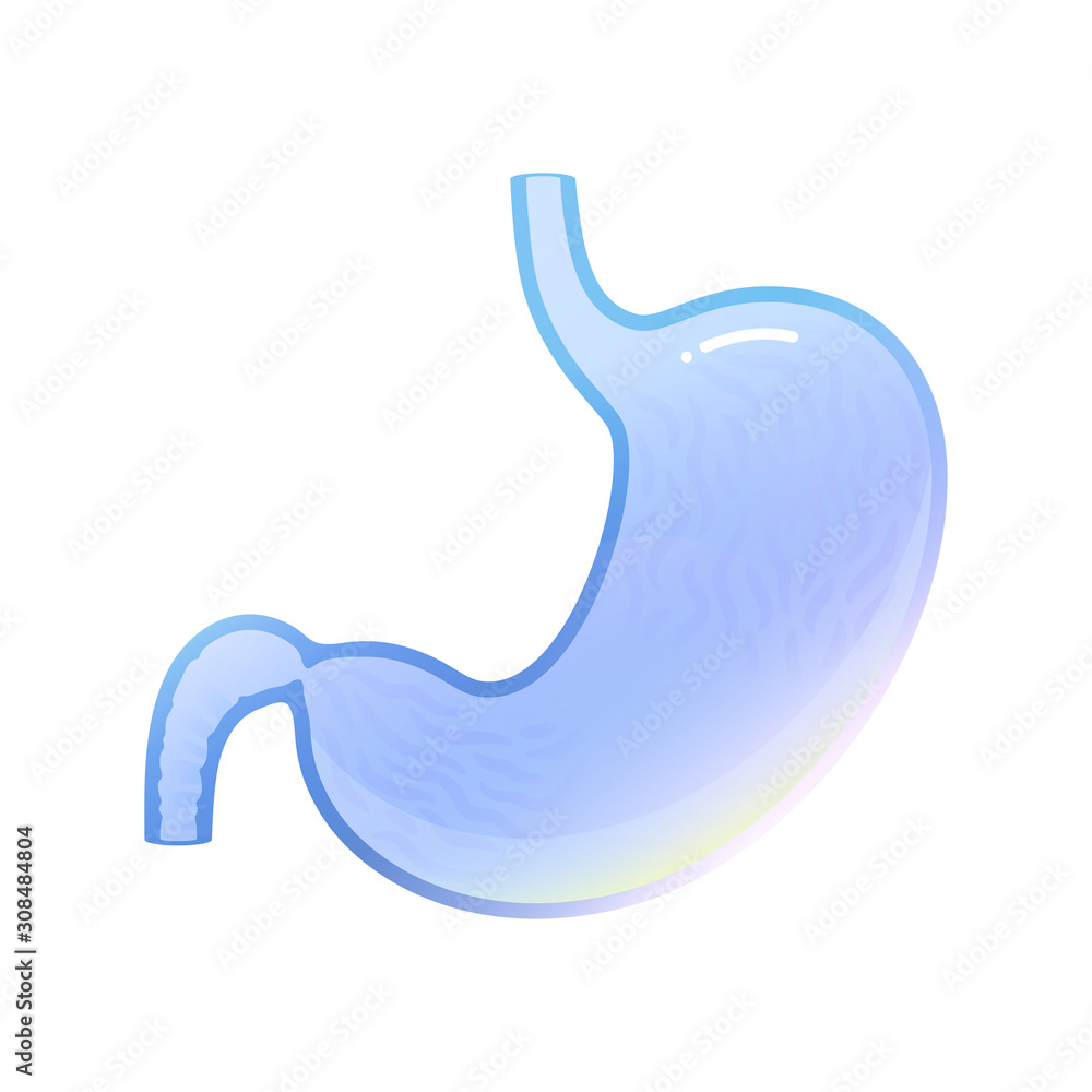 Vector isolated illustration of stomach Vector isolated illustration of stomach