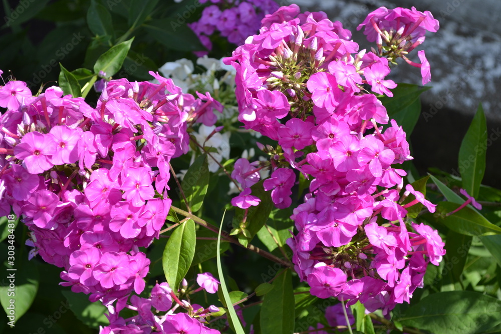 Green. Phlox flower. Perennial herbaceous plant. High branches. Purple flowers Green. Phlox flower. Perennial herbaceous plant. High branches. Purple flowers
