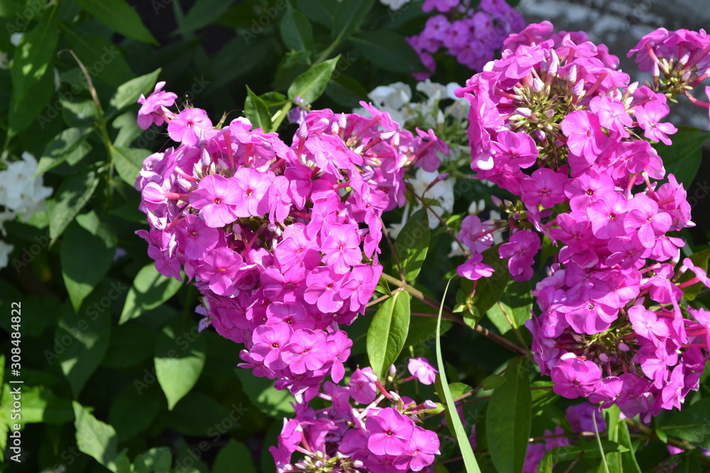 Obraz premium Green. Phlox flower. Perennial plant. High branches. Purple flowers