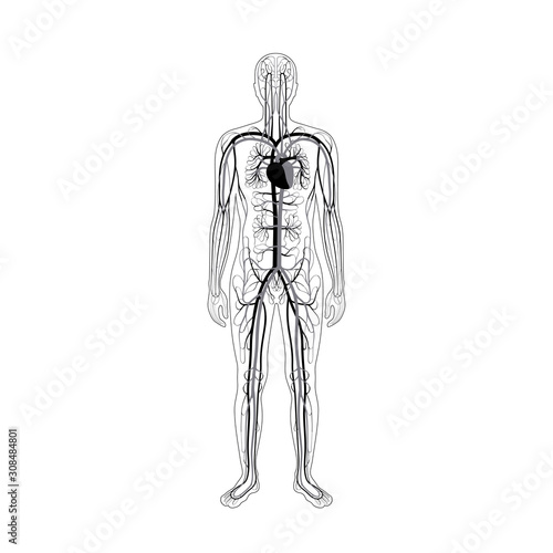 circulatory system anatomy