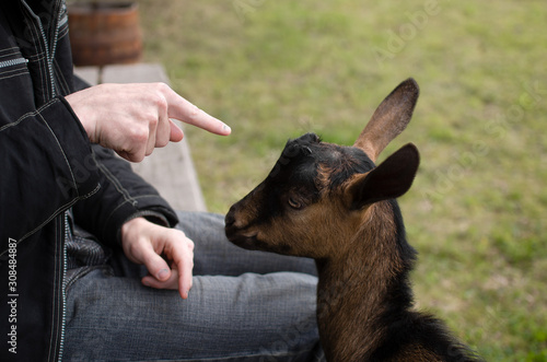 Training stubborn Nubian goat kid on a small family farm