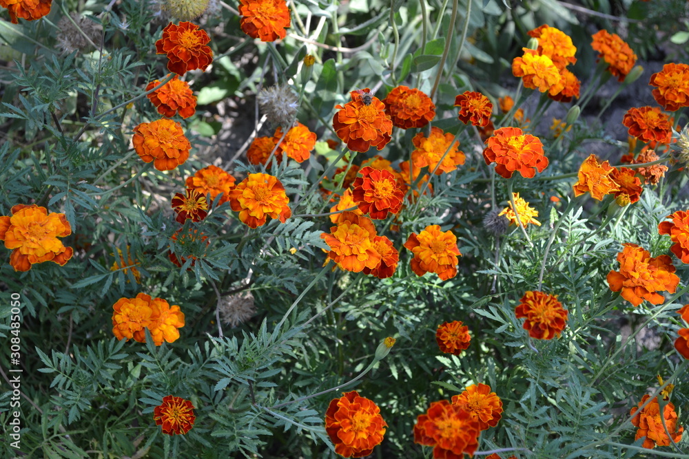 Gardening. Home garden, flower bed. House. Beautiful inflorescences. Green leaves, bushes.  Flower Marigold. Tagetes erecta. Flowering herb. Orange flowers