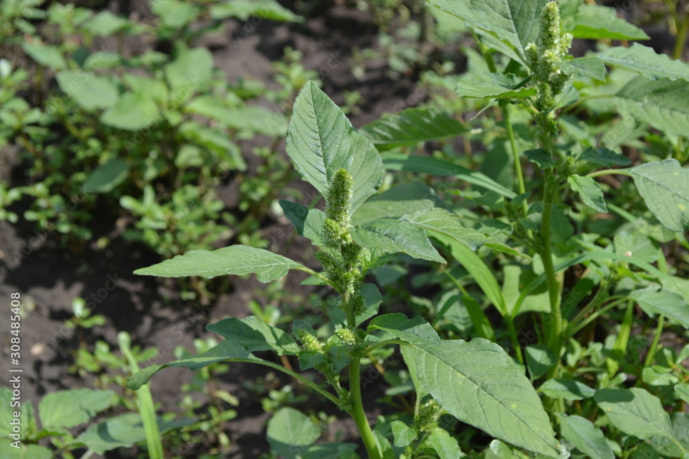 Amaranth. Amaranthus retroflexus. Green leaves, bushes. Gardening. Home garden, bed. Annual herbaceous plant. Weed Amaranth. Amaranthus retroflexus. Green leaves, bushes. Gardening. Home garden, bed. Annual herbaceous plant. Weed