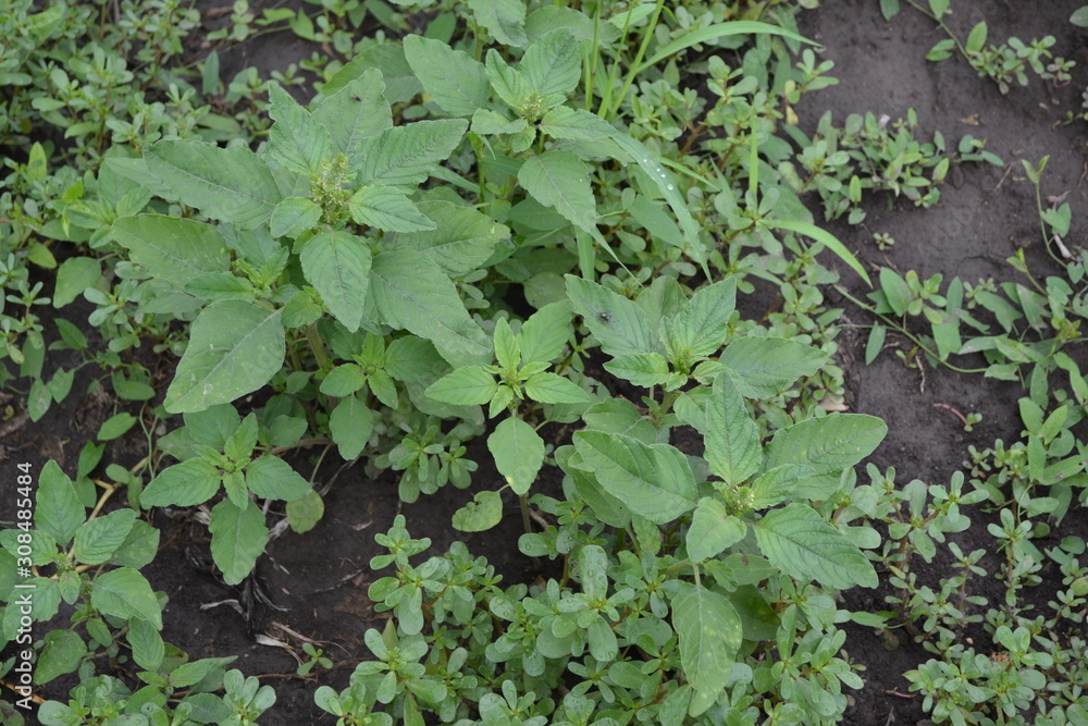 Gardening. Green leaves, bushes. Home. Amaranth. Amaranthus retroflexus. Annual plant. Weed Gardening. Green leaves, bushes. Home. Amaranth. Amaranthus retroflexus. Annual plant. Weed