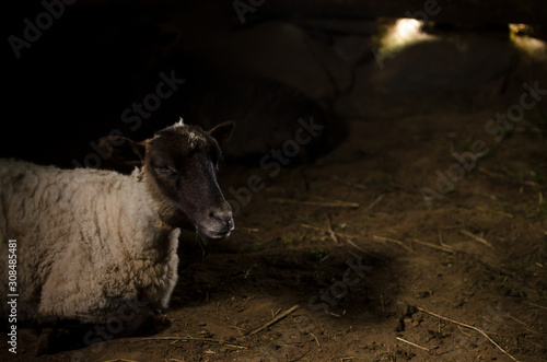 Fototapeta Naklejka Na Ścianę i Meble -  White sheep on dark background