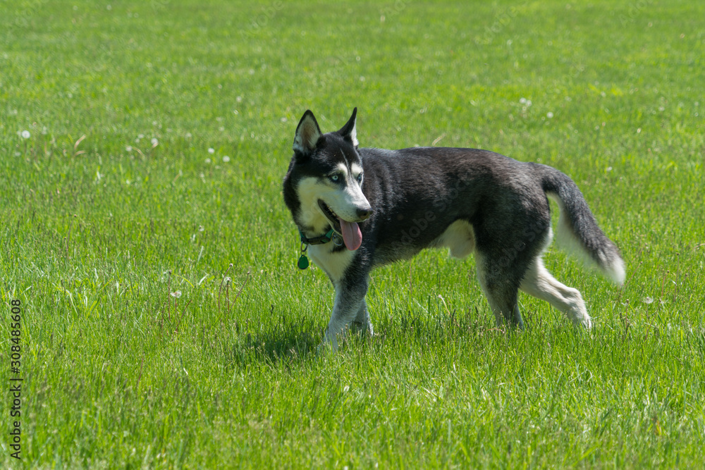 husky dog on grass