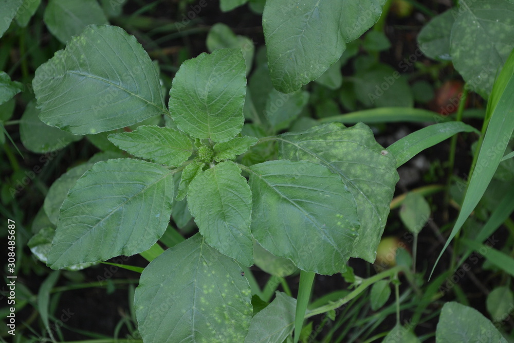 Gardening. Green leaves, bushes. Home garden, flower bed. Amaranth. Amaranthus retroflexus. Annual plant. Weed Gardening. Green leaves, bushes. Home garden, flower bed. Amaranth. Amaranthus retroflexus. Annual plant. Weed