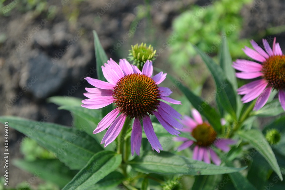 Gardening. Home garden. Echinacea flower. Echinacea purpurea. A perennial plant of the Asteraceae family. Curative flowering plant. Purple flowers Gardening. Home garden. Echinacea flower. Echinacea purpurea. A perennial plant of the Asteraceae family. Curative flowering plant. Purple flowers