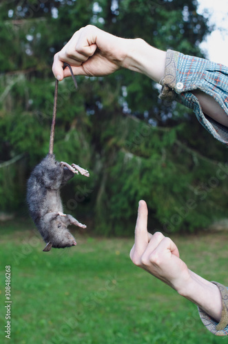 the struggle of the farmer with a rat is the worst pest in agriculture. the man shows an indecent gesture angered his rat, caught by the tail.