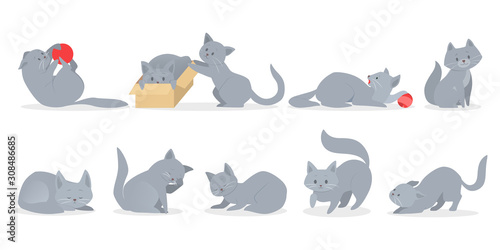 Set of cute grey cats in different position. Funny kitten pose, play, sleep.