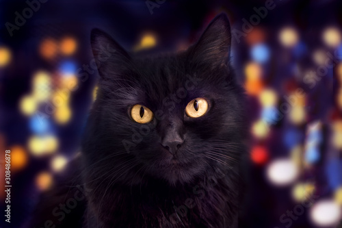 Close up of a black cat looking at camera and bokeh on the background