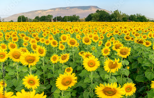 Beautiful sunflower  field on summer at Lop buri
